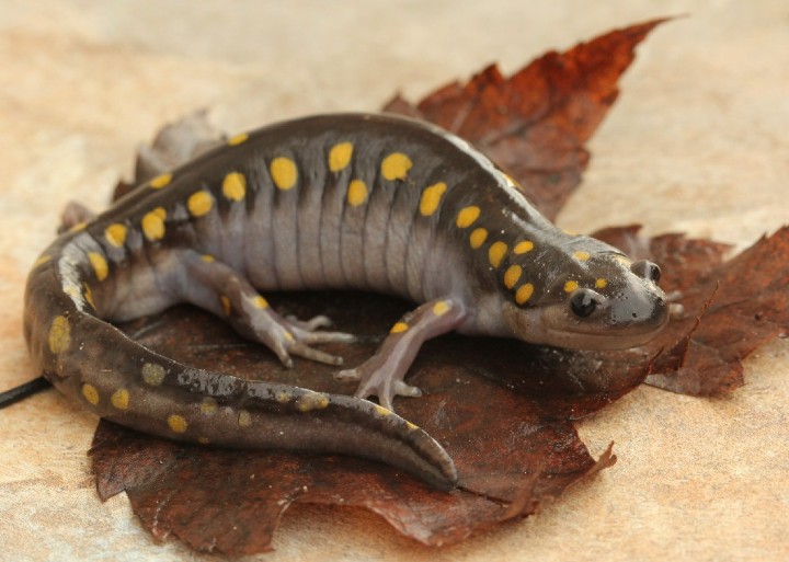 Spotted Salamander